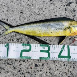 シイラとネイリ