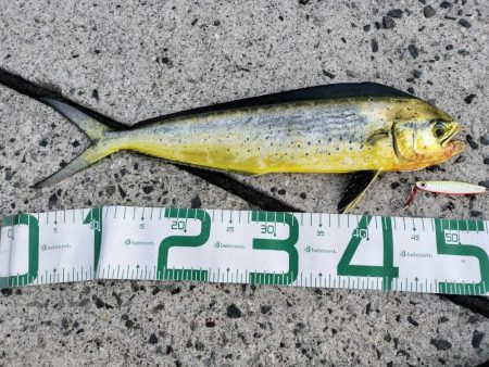 シイラとネイリ