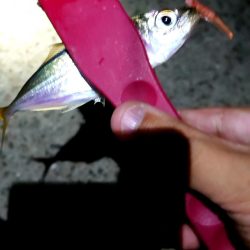 連夜の豆アジング