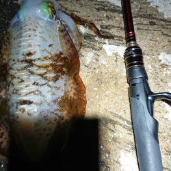 対馬エギング釣果