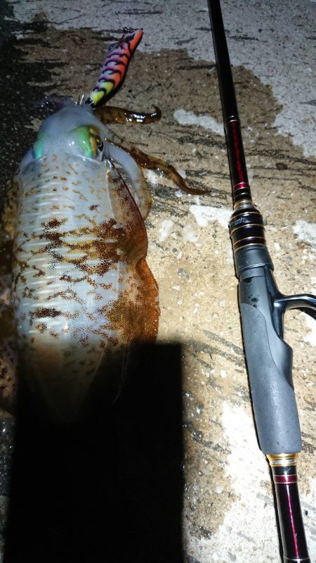 対馬エギング釣果