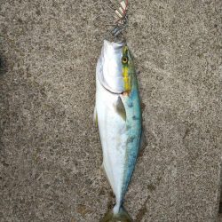 サビキ釣り、ハギング