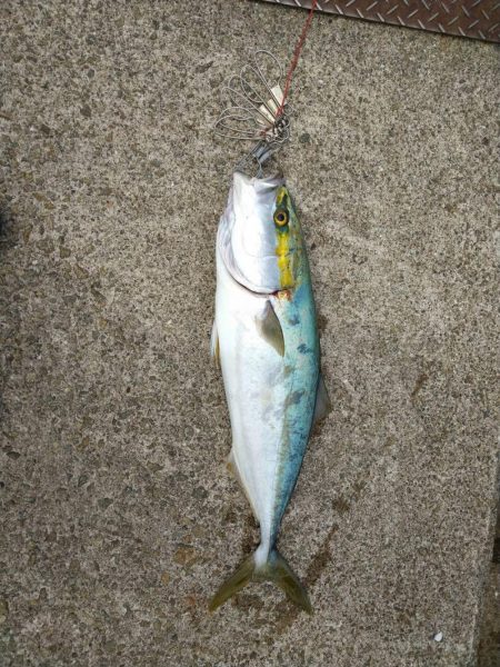 サビキ釣り、ハギング