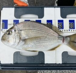 三邦丸さん早朝便