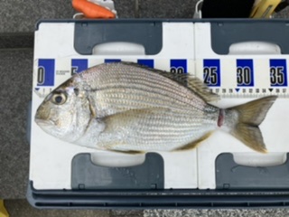 三邦丸さん早朝便