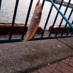 うわさのキッス