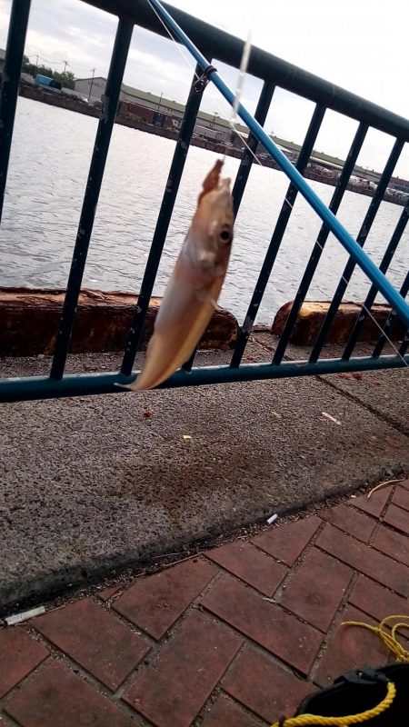 うわさのキッス