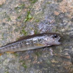 北茨城で渓流釣り