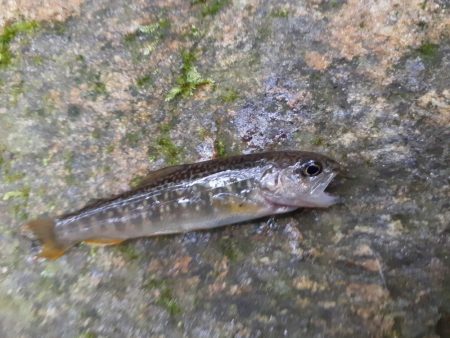 北茨城で渓流釣り