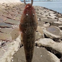 念願のフラット！！！(エイ以外)