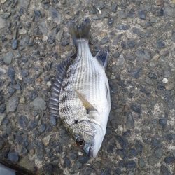 サビキからの泳がせ