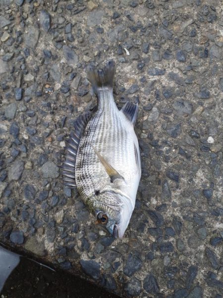 サビキからの泳がせ