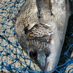 久しぶりのフカセにて。