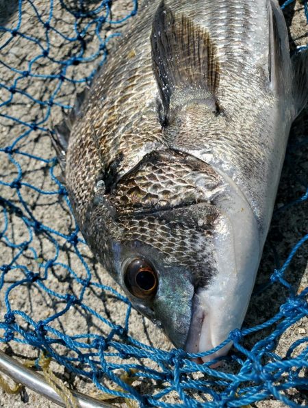 久しぶりのフカセにて。