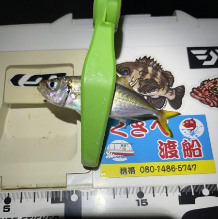 昨夜の好青年と彼女?と親父で楽しいアジング🤗