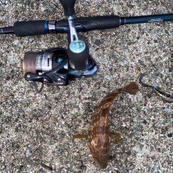 キジハタからの