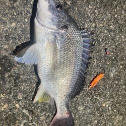 淋しい釣果が続く