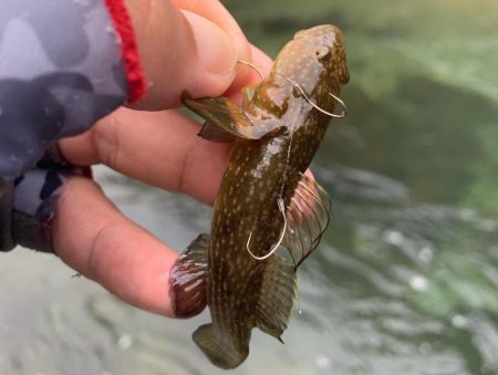 鮎イング>* ))))><