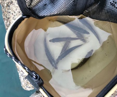 旬のスズキは絶品