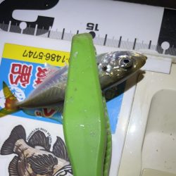 集魚灯に負けたお豆アジング