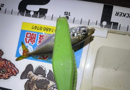 集魚灯に負けたお豆アジング