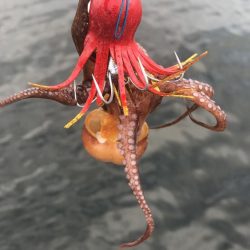 そろそろタコは終盤?