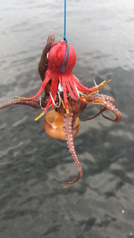 そろそろタコは終盤?