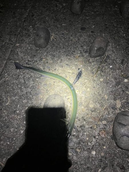 スズキ狙いなのに、ダツ