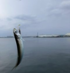 ジグサビキング