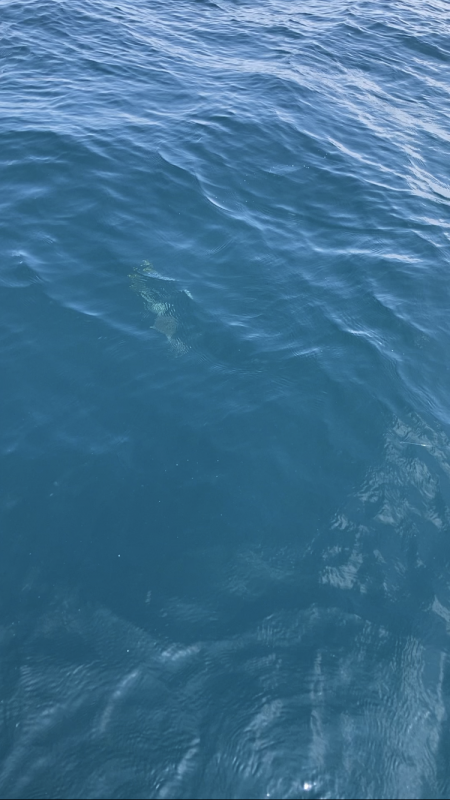 伊島周辺でツバス