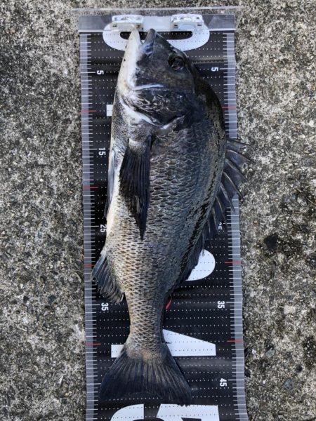 イチノ兄弟、釣果！