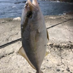 ポッパーとジグでシオ