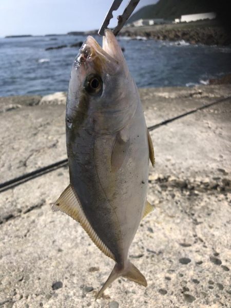 ポッパーとジグでシオ