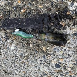 エギング高活性