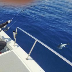 たかたかの釣り日記