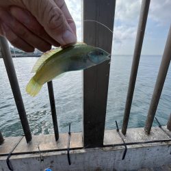 アジしか勝たん