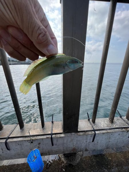 アジしか勝たん