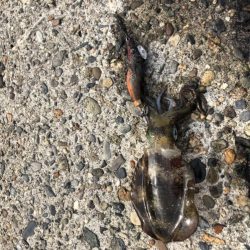 エギングシーズン到来