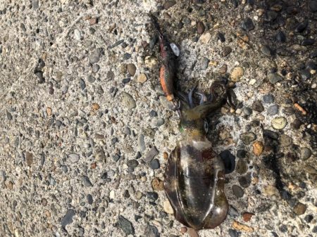 エギングシーズン到来