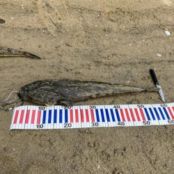 宮津マゴチ祭り