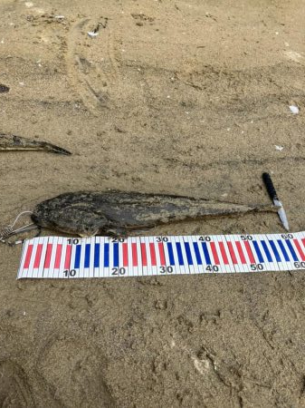 宮津マゴチ祭り