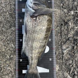 イチノ兄弟、釣果!