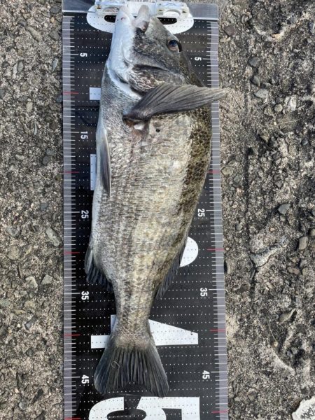 イチノ兄弟、釣果!