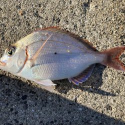 久しぶりのルアー