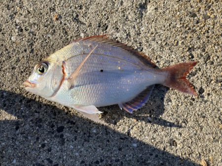 久しぶりのルアー