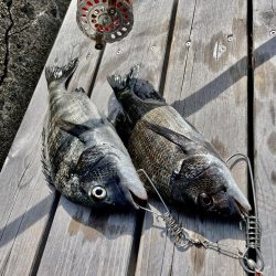 クロダイ落とし込み