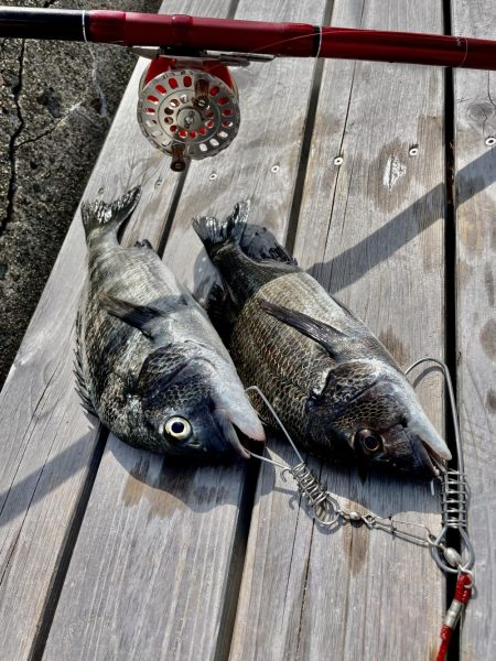 クロダイ落とし込み