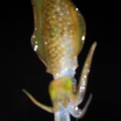 エギング　コロッケサイズ