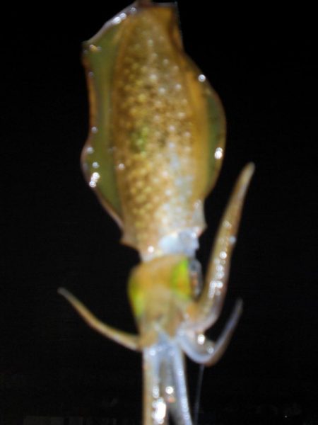 エギング　コロッケサイズ