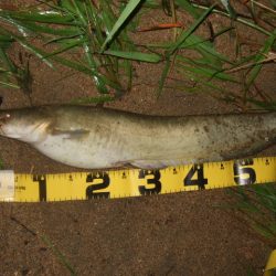 増水河川はポイントの予測が難しい